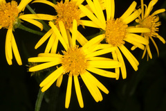 Doronicum austriacum