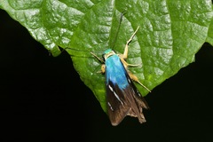 Astraptes fulgerator azul