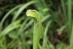 Pleurothallis lilijae