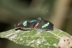 Diaethria clymena bourcieri