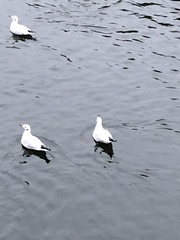 Chroicocephalus ridibundus