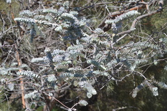 Eucalyptus kruseana