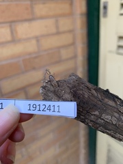 Forficula auricularia