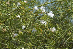 Eremophila polyclada