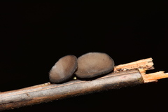Leotiomycetes