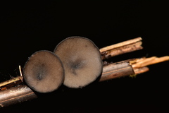 Leotiomycetes