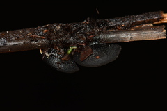 Leotiomycetes