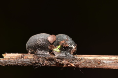 Leotiomycetes