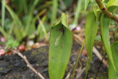 Pleurothallis lilijae