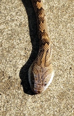 Trimorphodon quadruplex