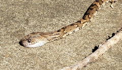 Trimorphodon quadruplex