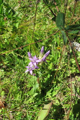 Gentianella lutescens