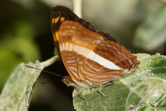 Adelpha boeotia
