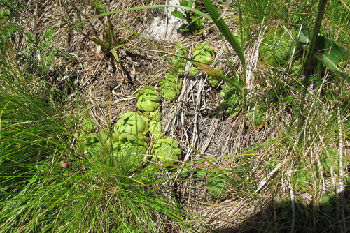 skalnica (Sempervivum)