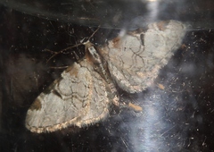 Eupithecia insigniata