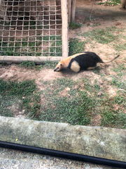 Tamandua