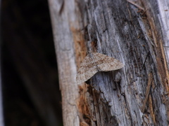 Entephria caesiata