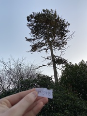 Pinus