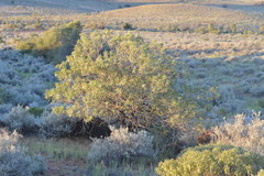 Eremophila freelingii