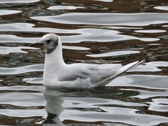 Chroicocephalus ridibundus