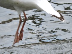 Chroicocephalus ridibundus