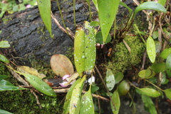 Pleurothallis lilijae