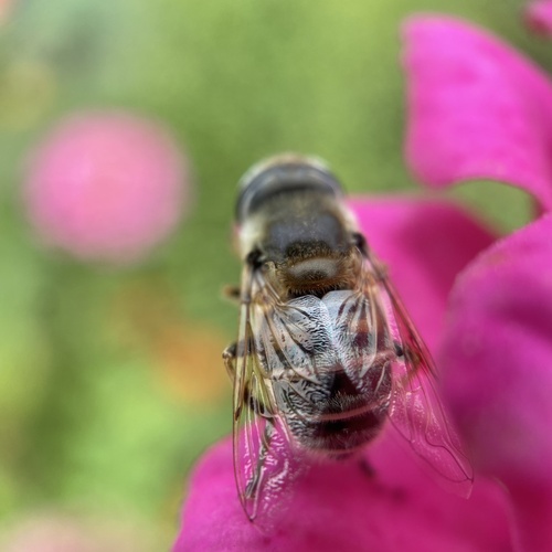 Unknown species found near Pierce Butler Rte, Saint Paul, MN, US