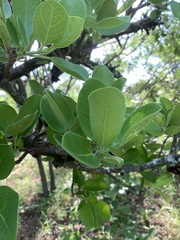 Ficus stuhlmannii