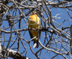 Piranga ludoviciana × bidentata