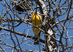 Piranga ludoviciana × bidentata