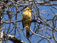 Piranga ludoviciana × bidentata