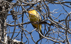 Piranga ludoviciana × bidentata
