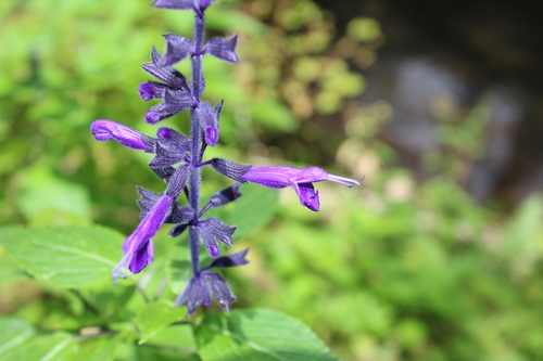 Regina's Sage (Salvia reginae)