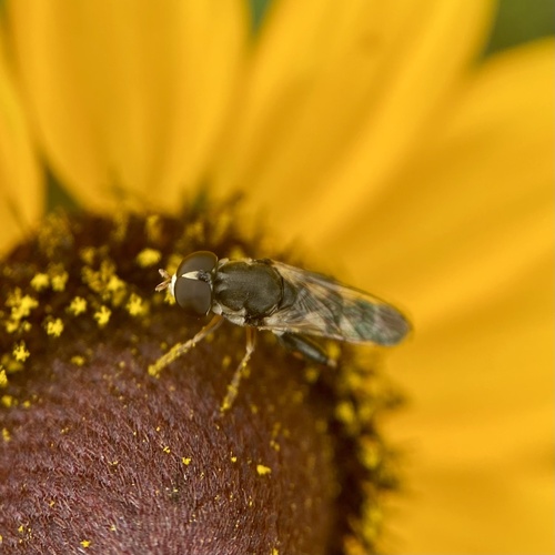 Unknown species found near Taylor Ave W, Saint Paul, MN, US