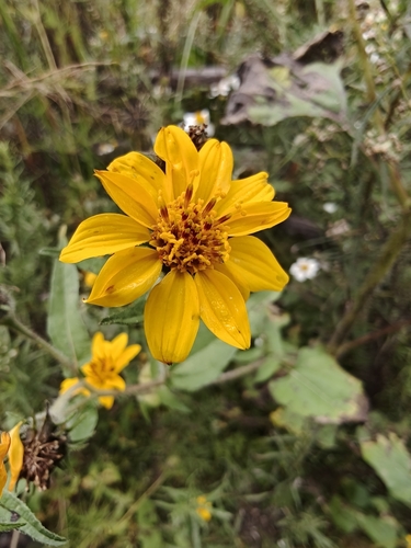 Simsia amplexicaulis, photograph 6