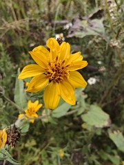 Simsia amplexicaulis, photograph author not stated, no rights reserved