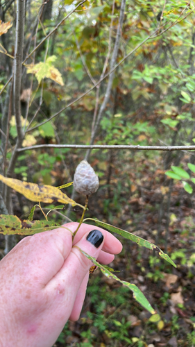 Unknown species found near La Crosse County, US-WI, US