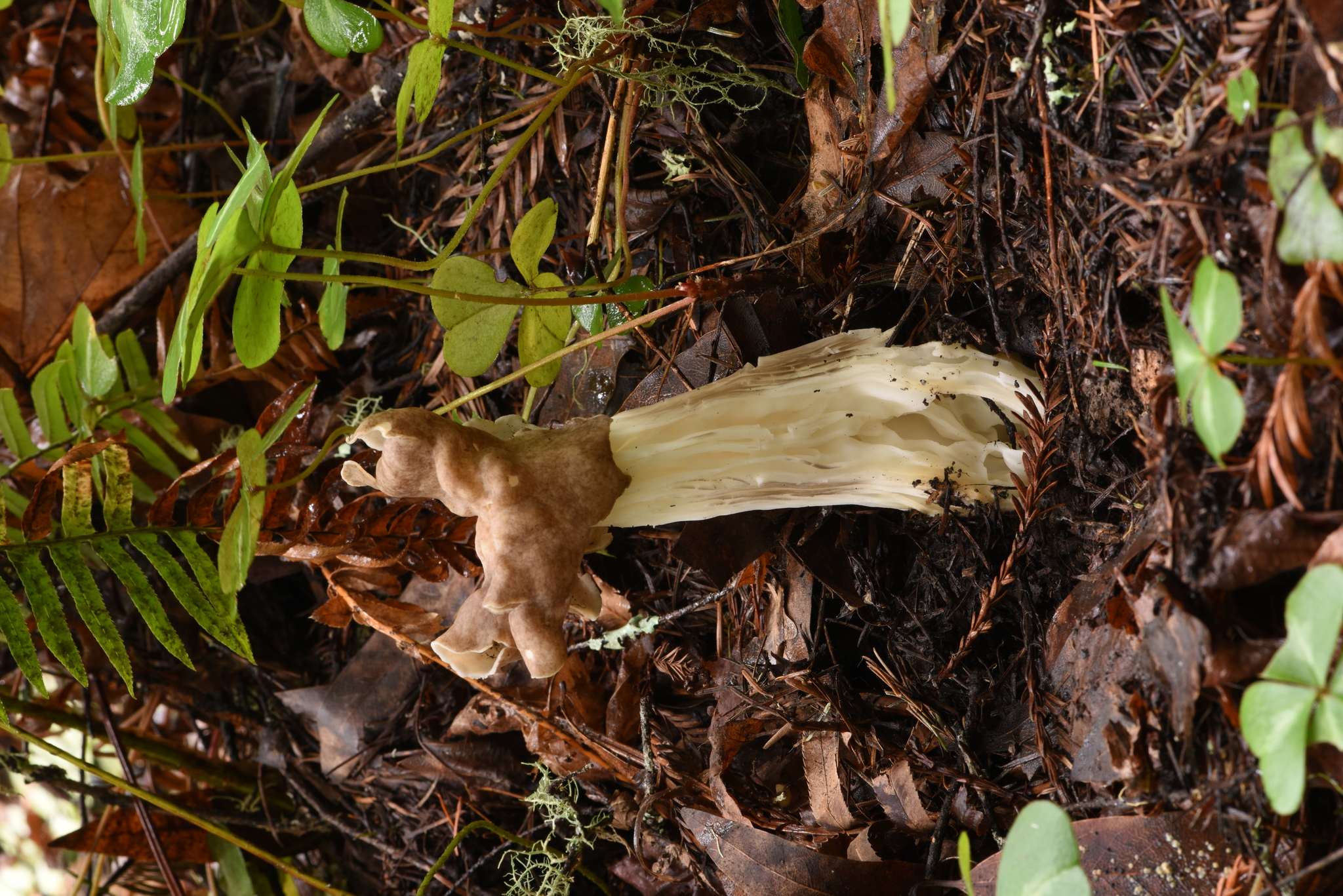 Helvella maculata image