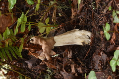 Helvella maculata