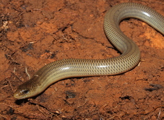 White-Throated Legless Skink photo 4