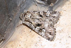 Pachetra sagittigera