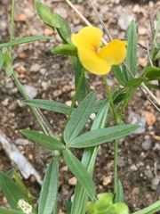 Zornia capensis capensis