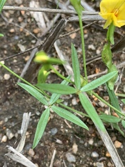 Zornia capensis capensis