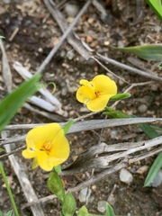 Zornia capensis capensis