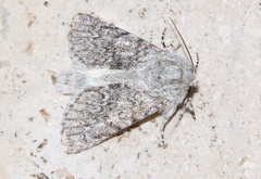 Acronicta euphorbiae