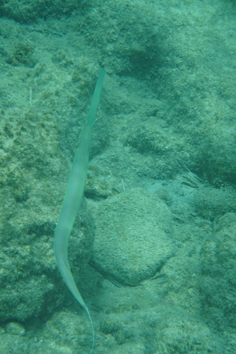 Fistularia commersonii