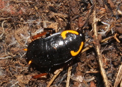 Pseudoderopeltis albilatera