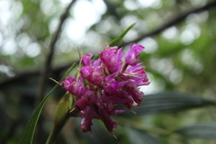 Elleanthus maculatus