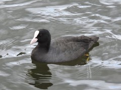 Fulica atra