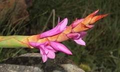 Watsonia pulchra